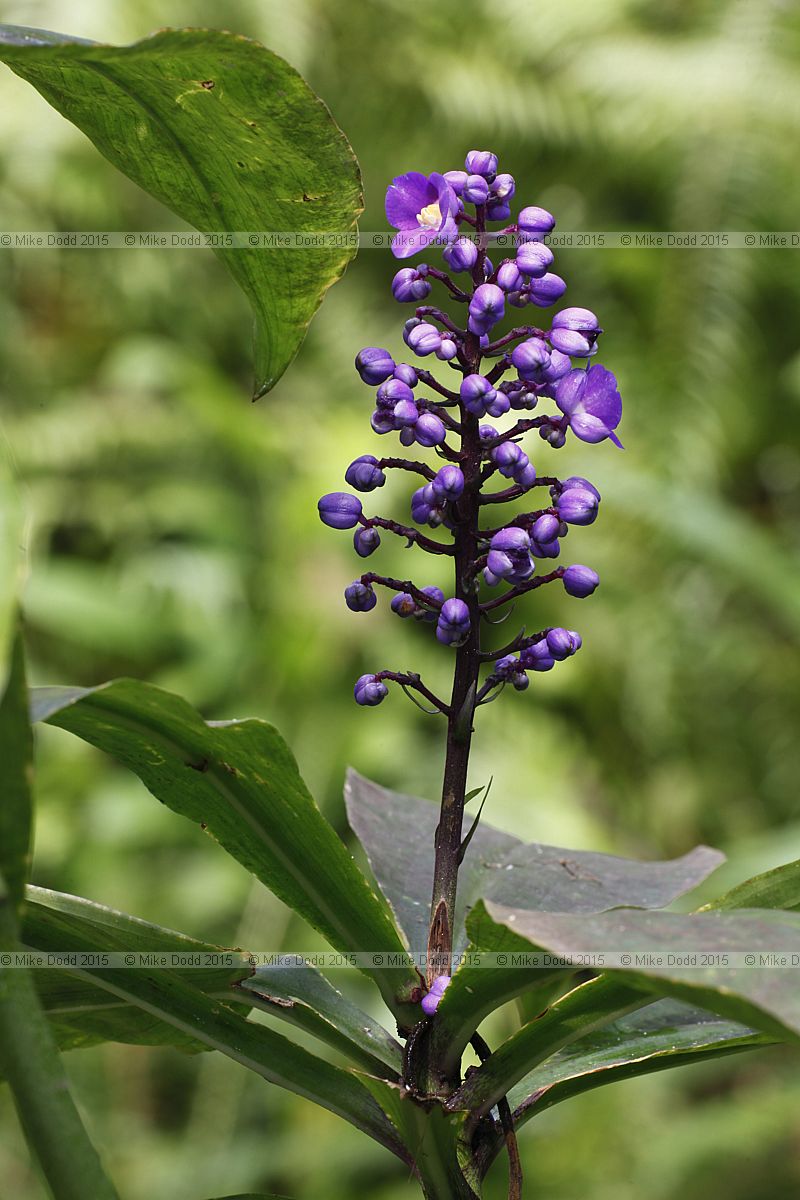 Dichorisandra thyrsiflora Blue ginger
