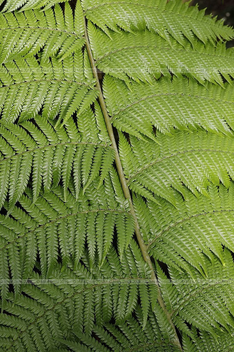 Dicksonia antarctica