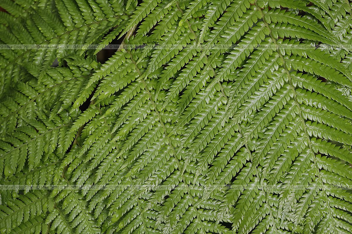 Dicksonia antarctica