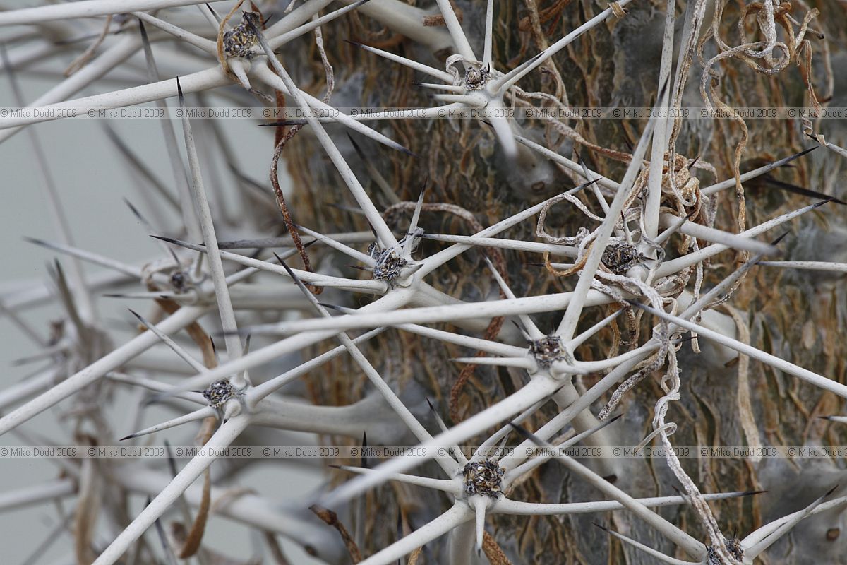 Didieria madagascariensis