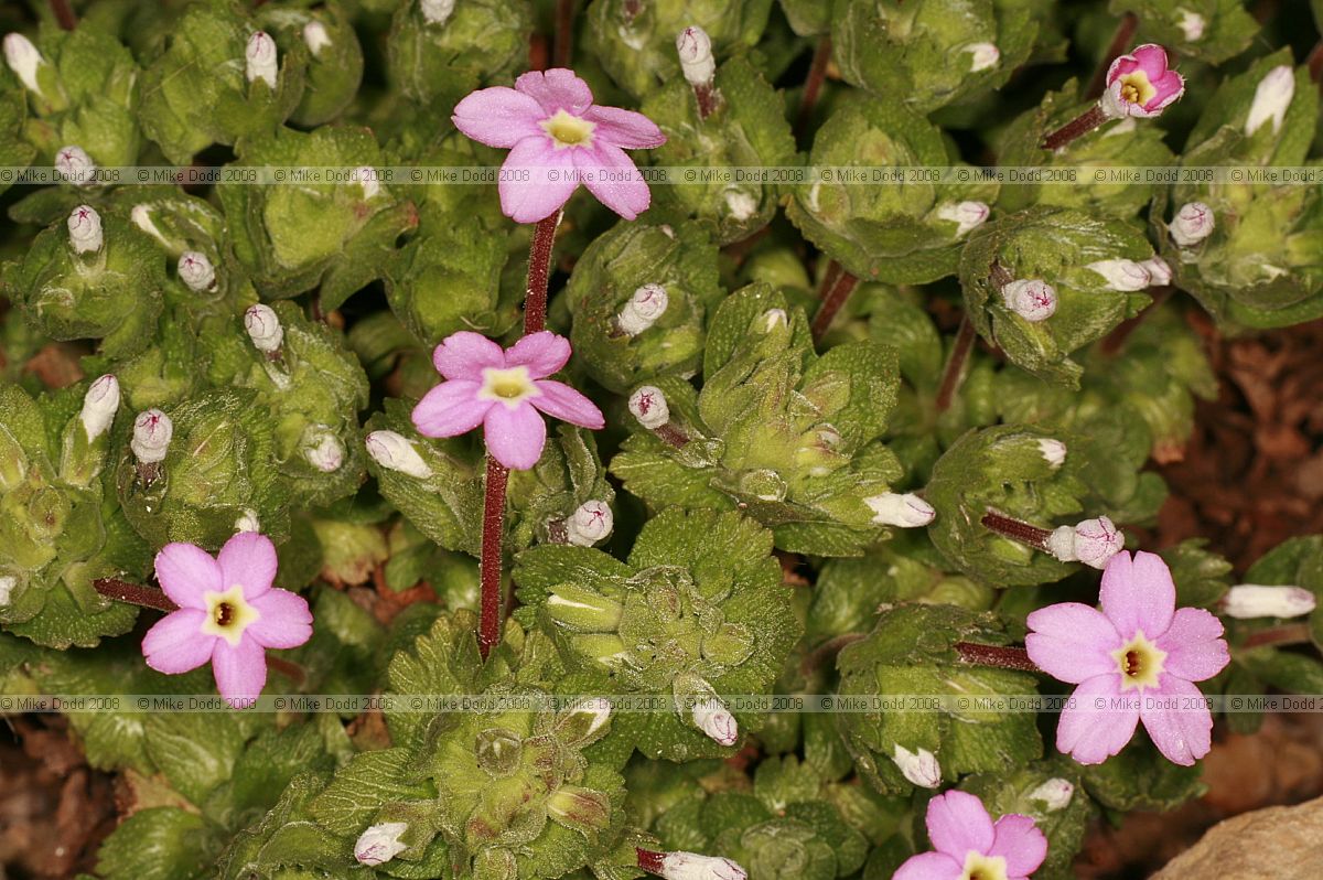 Dionysia involucrata