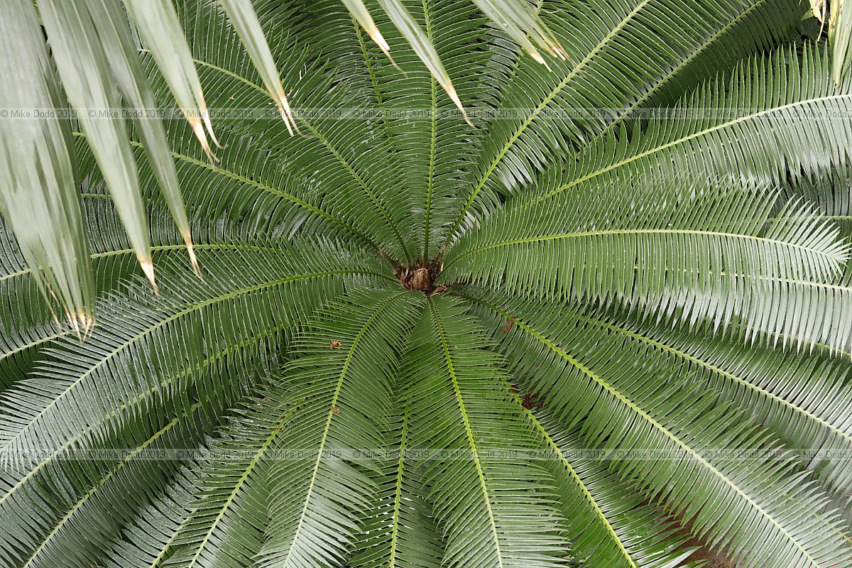 Dioon spinulosum