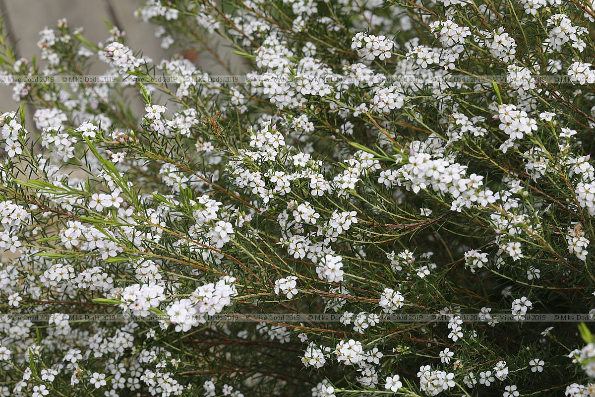 Diosma ericoides