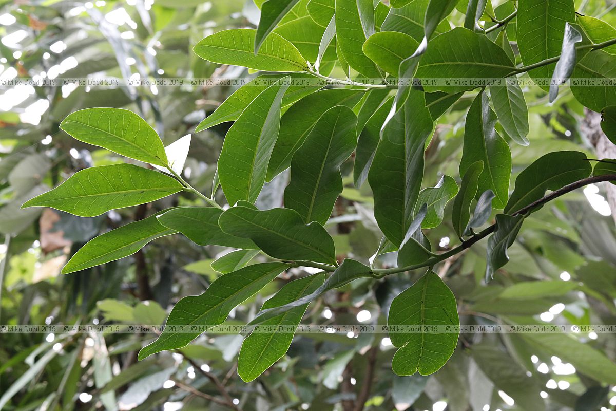 Diospyros ebenum Ebony