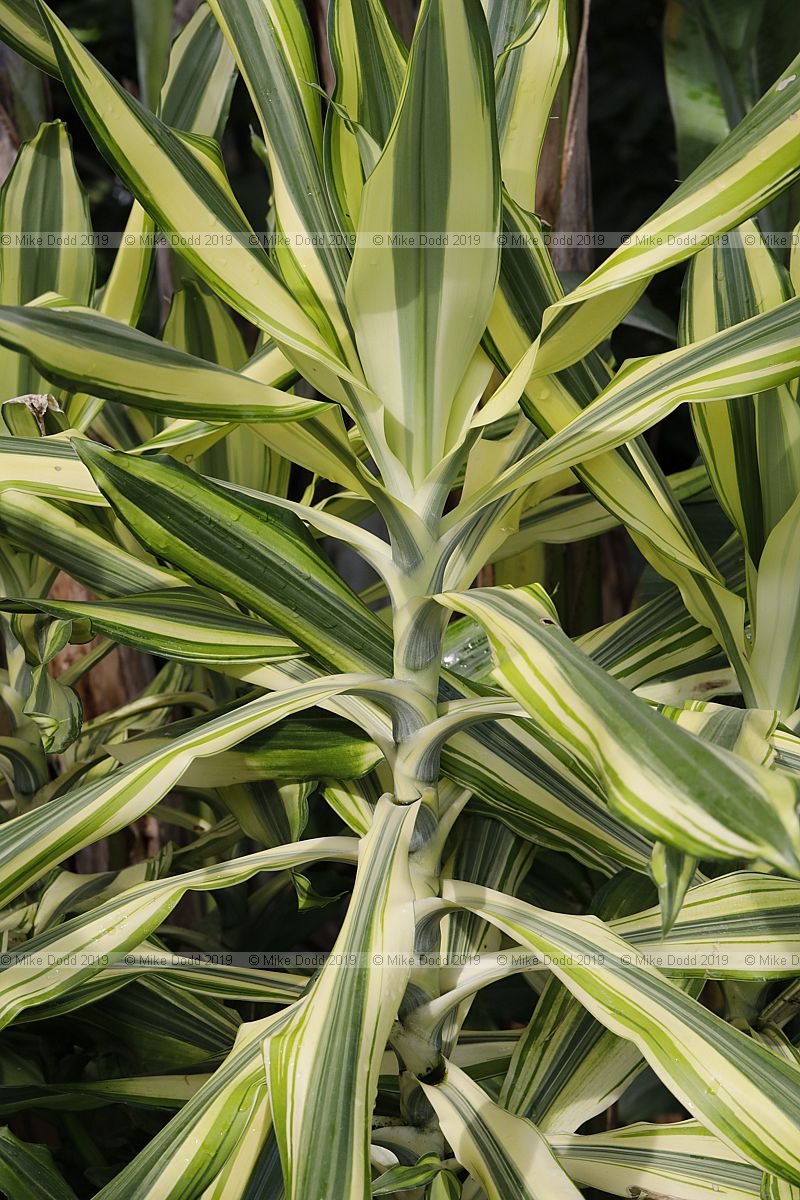 Dracaena fragrans 'Yellow Coast'