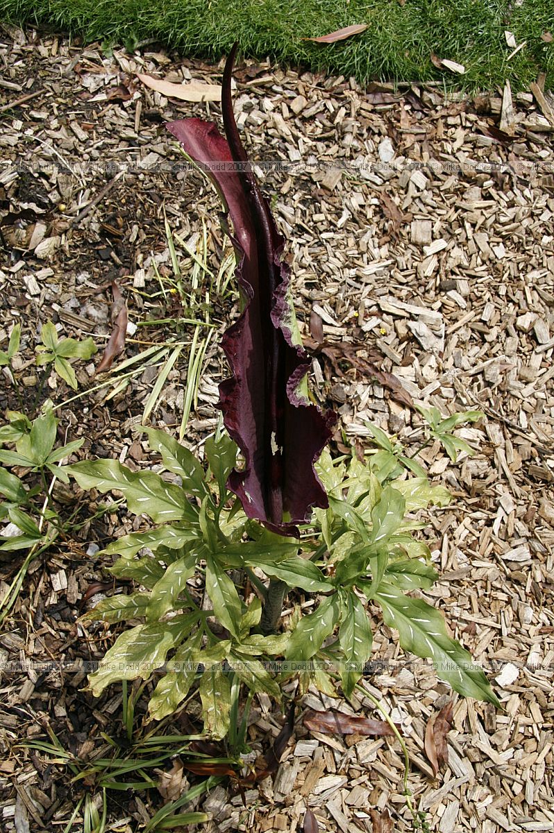 Dracunculus vulgaris Dragon arum