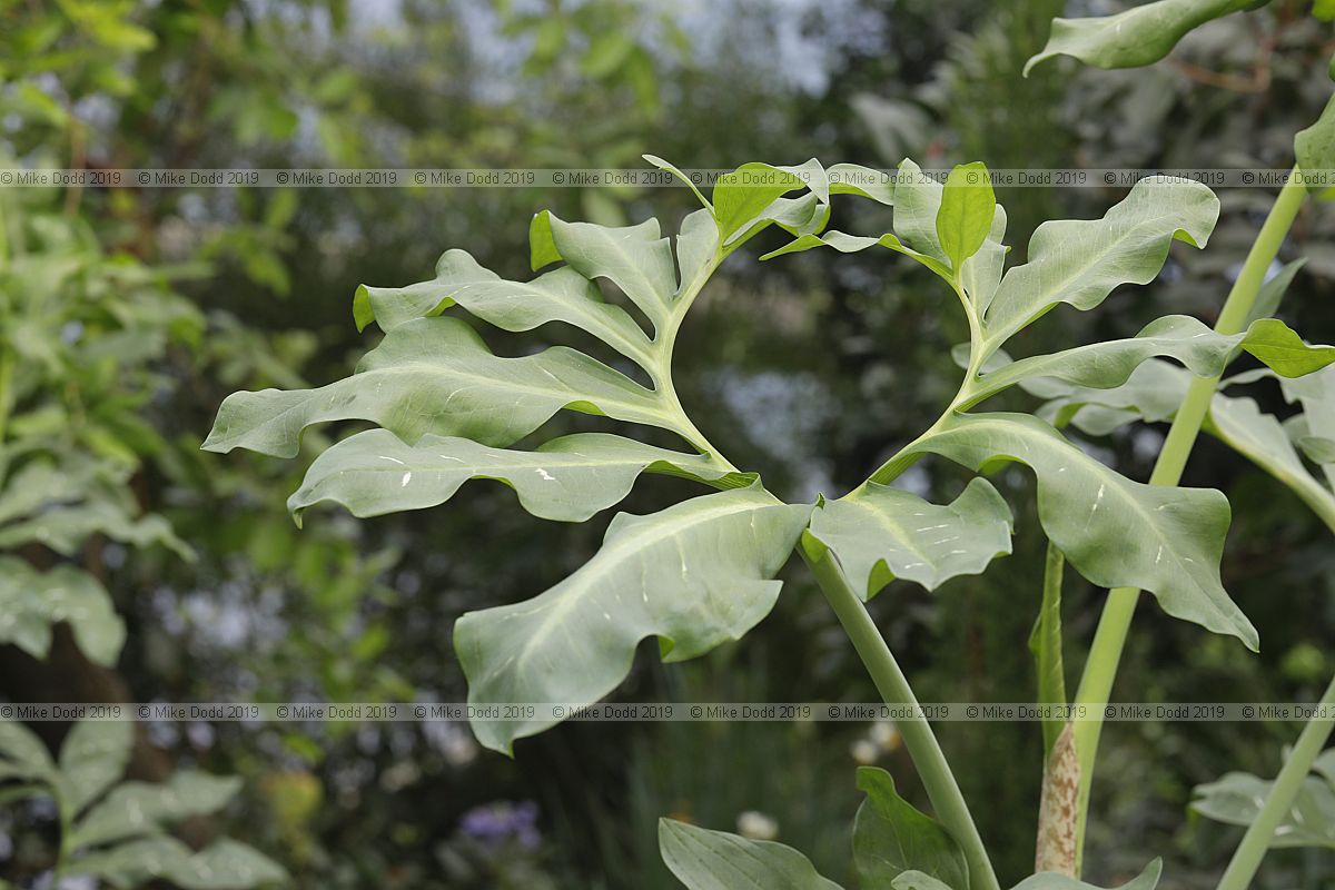 Dracunculus vulgaris Dragon arum