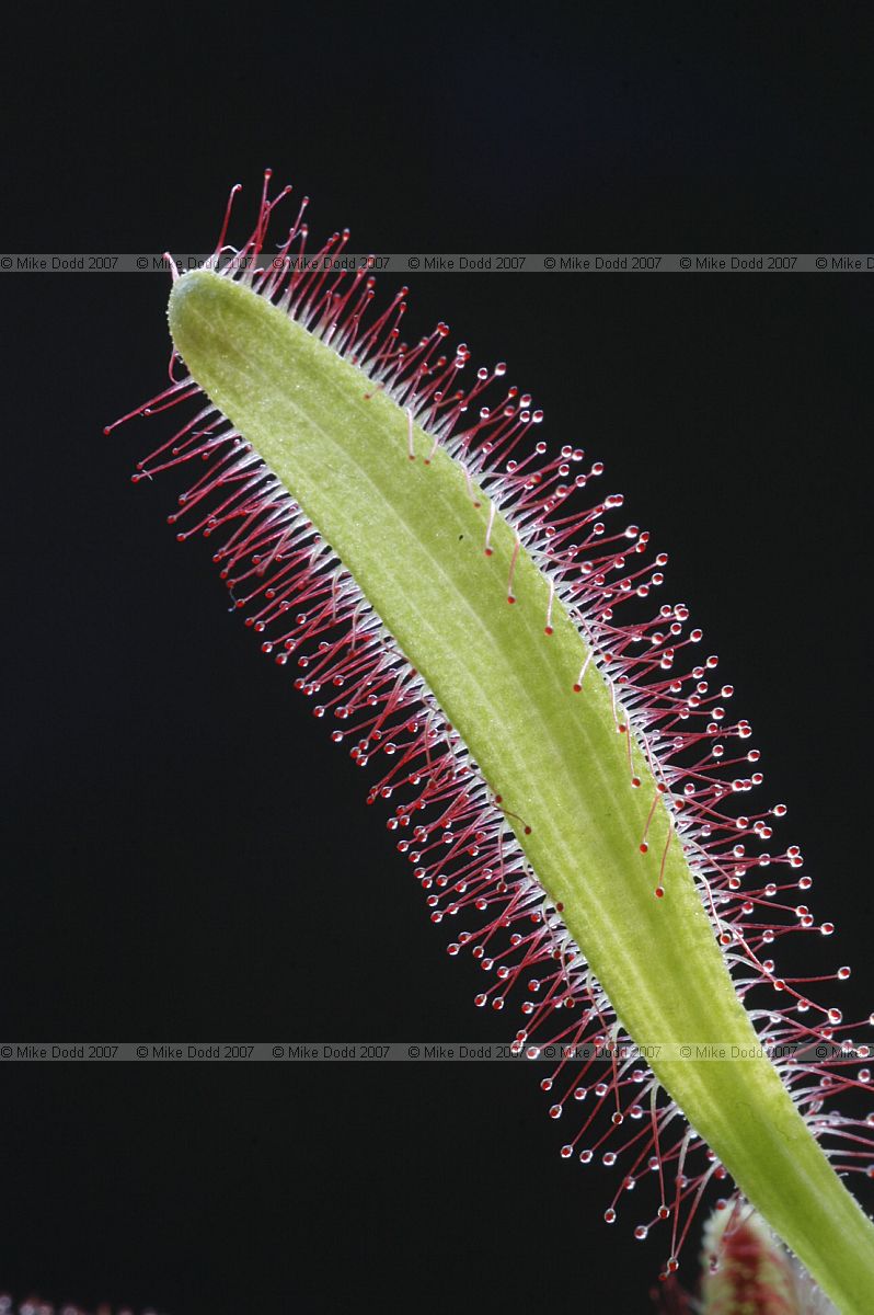 Drosera capensis