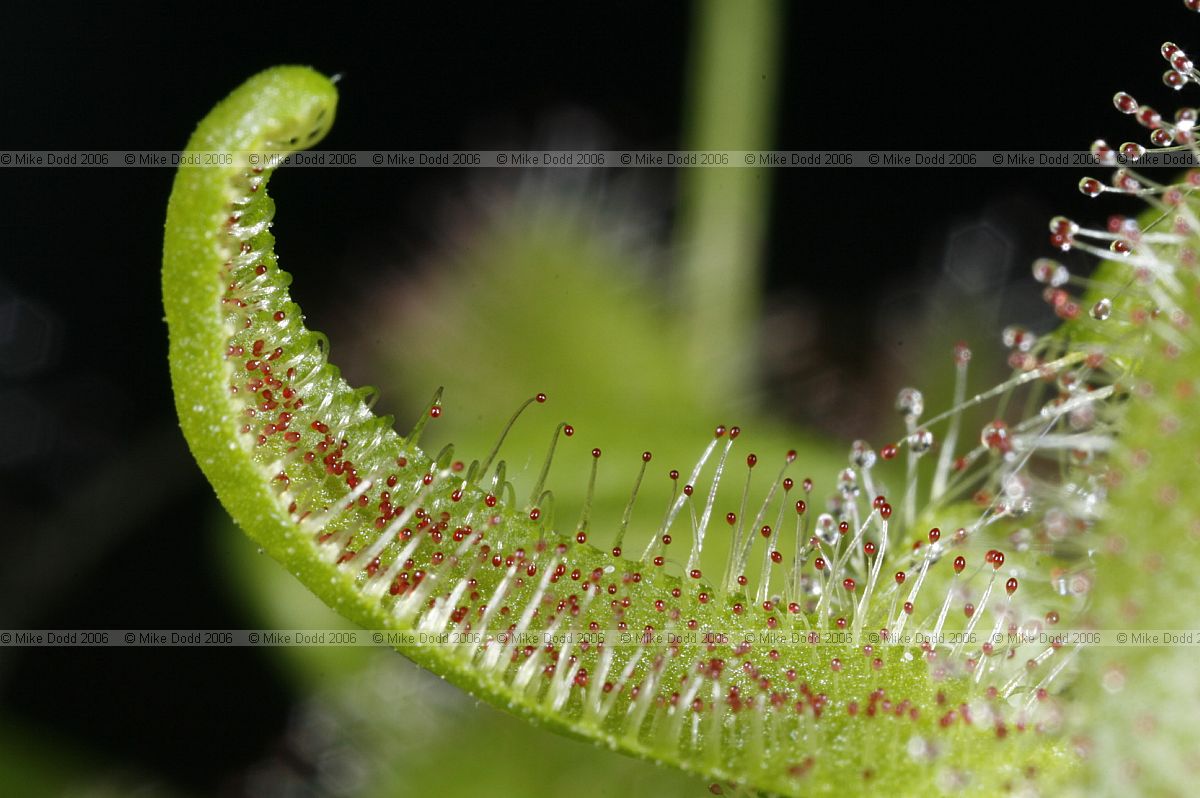 Drosera capensis