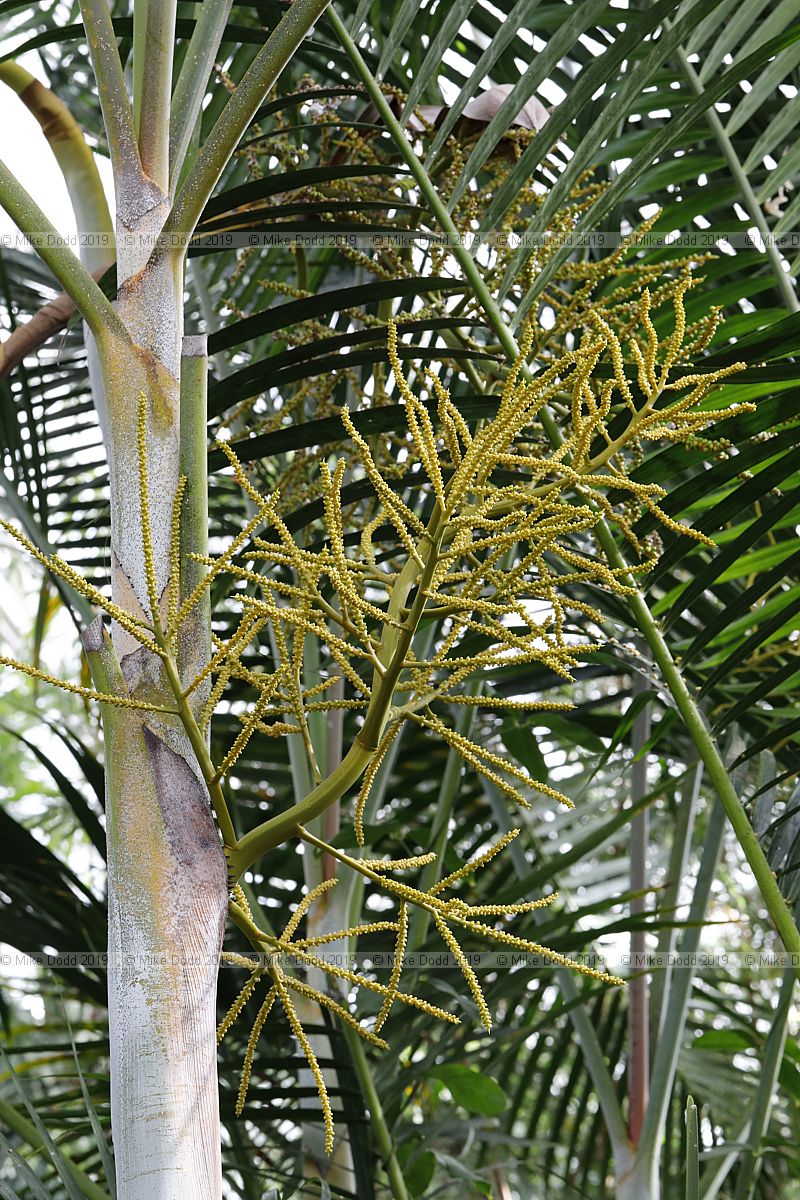 Dypsis lutescens Bamboo palm
