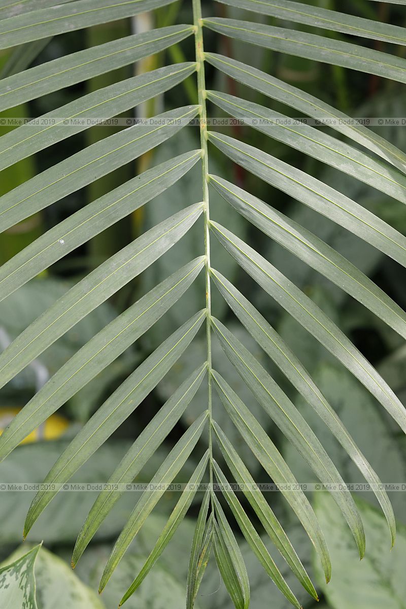 Dypsis lutescens Bamboo palm