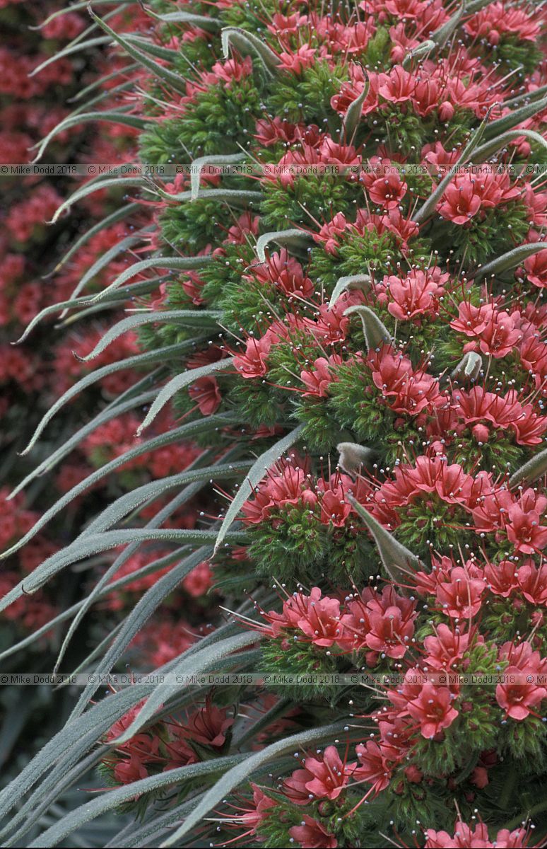 Echium wildpretii