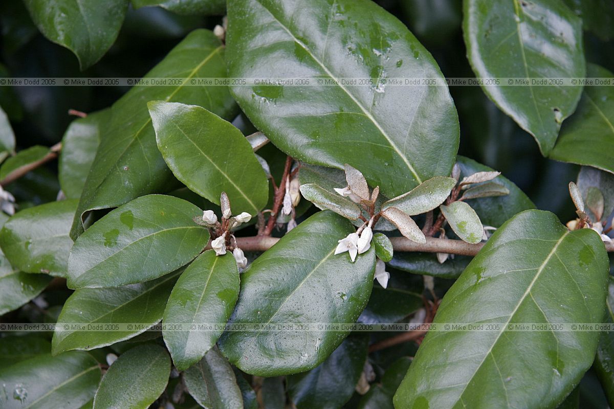 Elaeagnus
