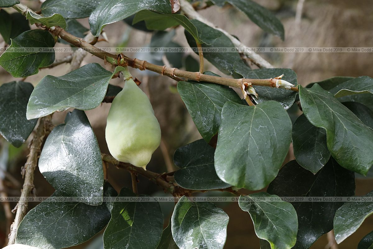 Elaeagnus latifolia (??)