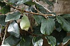 Elaeagnus latifolia (??)