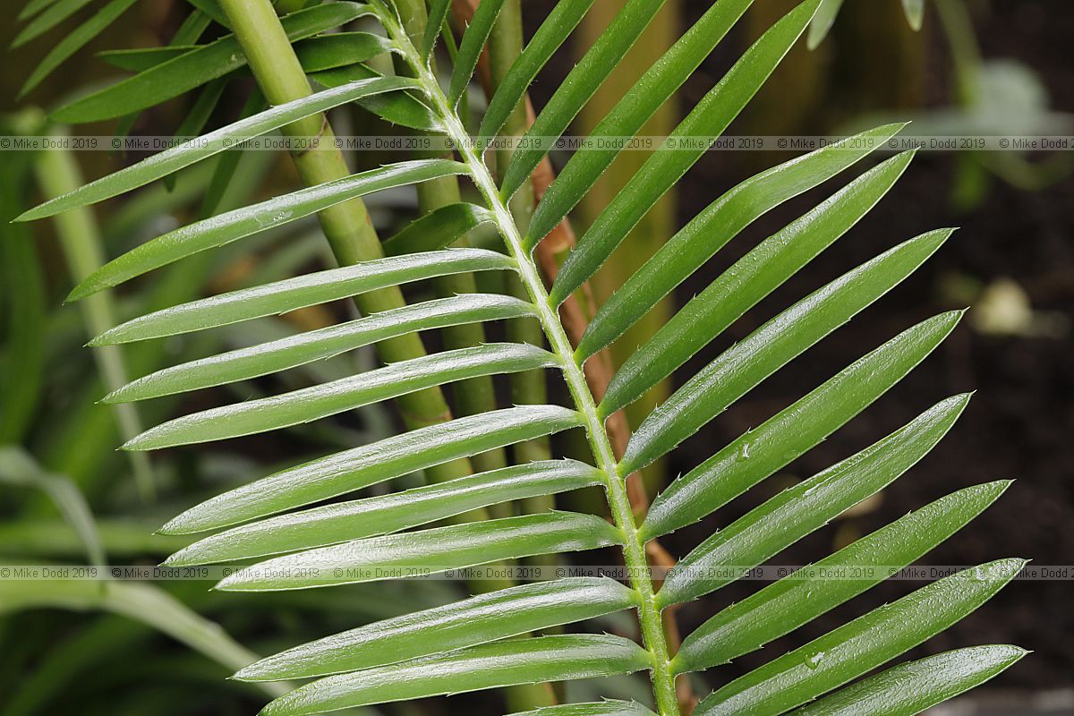 Encephalartos bubalinus