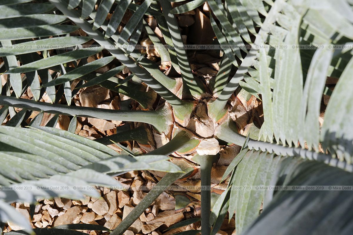 Encephalartos lehmannii