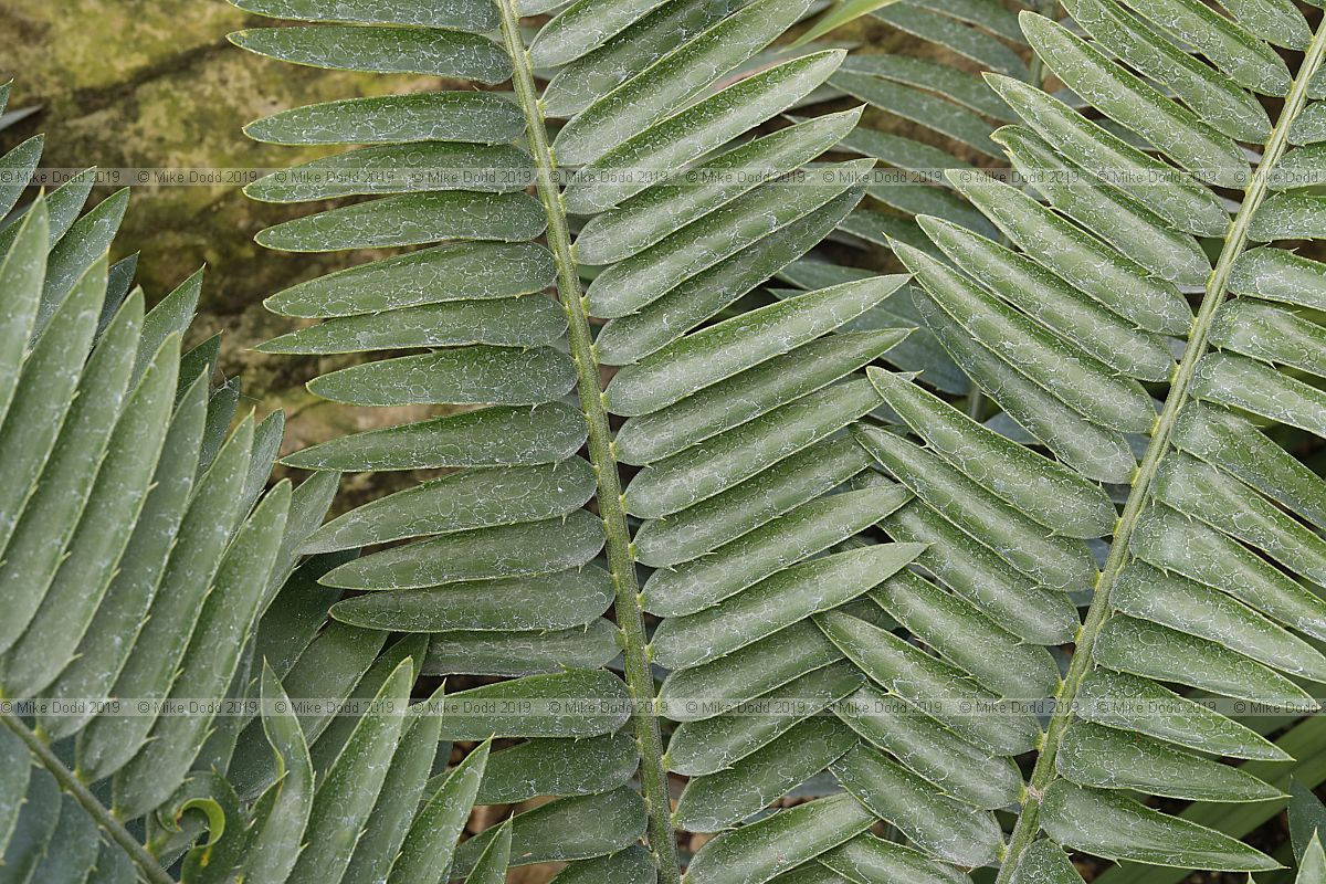 Encephalartos natalensis