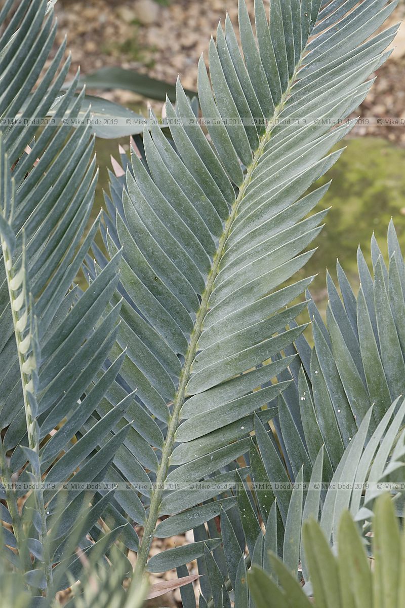 Encephalartos princeps