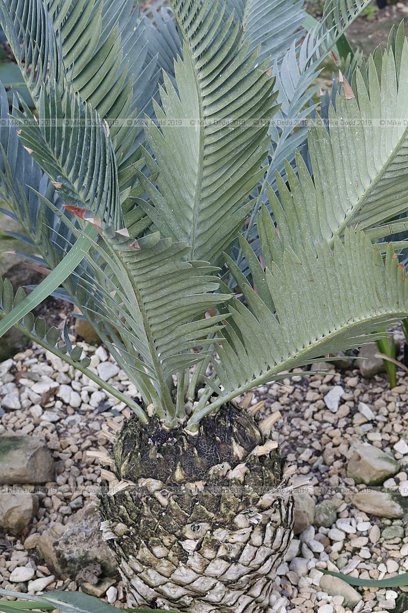 Encephalartos princeps