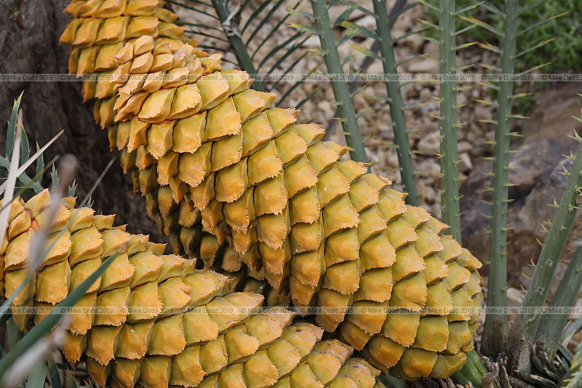 Encephalartos villosus