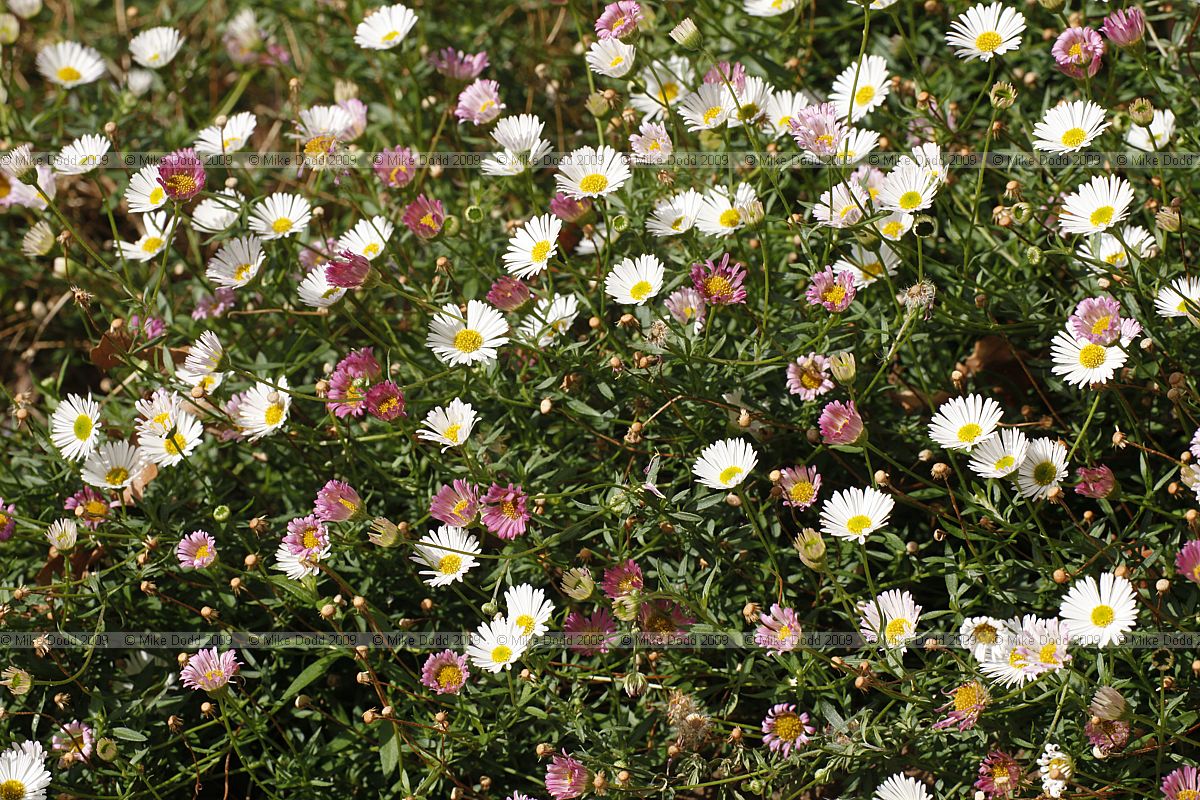 Erigeron karvinskianus