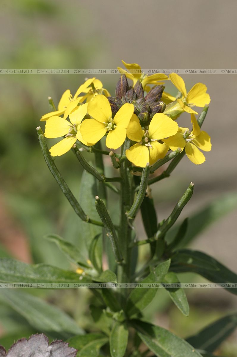 Erysimum helveticum