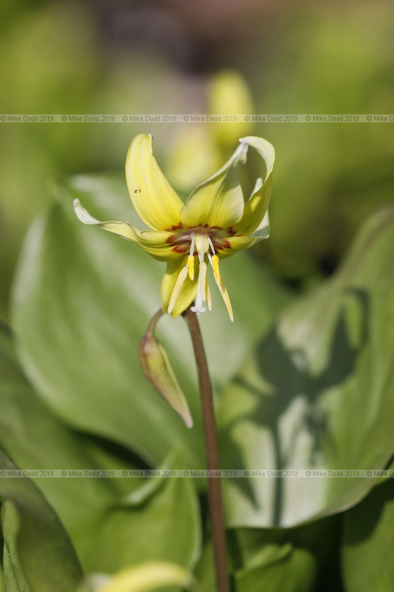Erythronium 'Kondo'