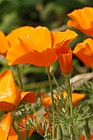 Eschscholzia californica California Poppy