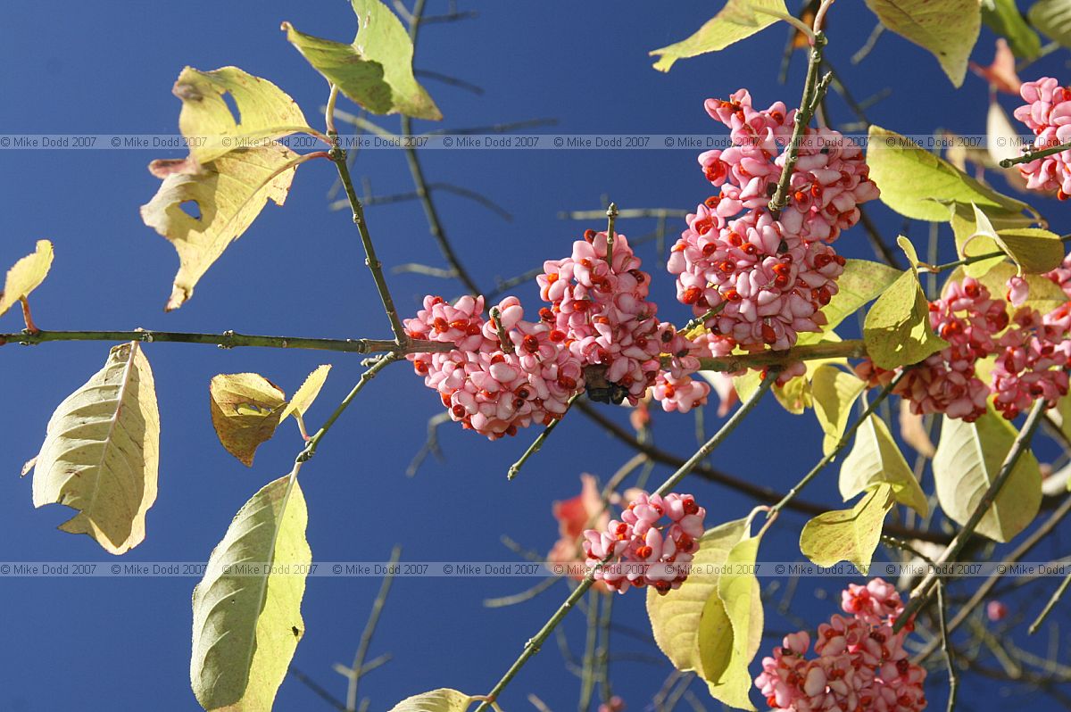 Euonymus hamiltonianus v.Yedoensis