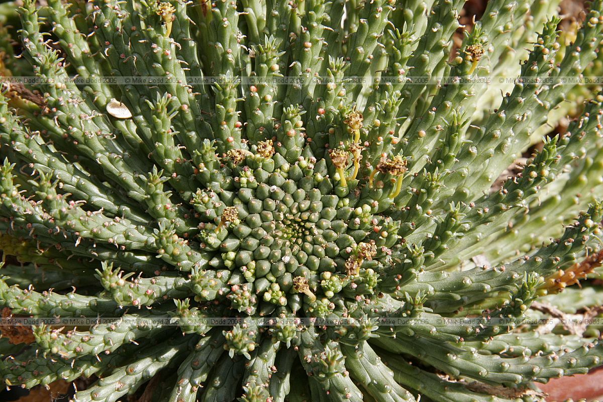 Euphorbia caput-medusae