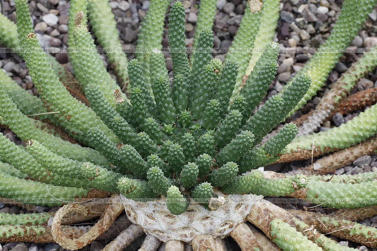 Euphorbia inermis