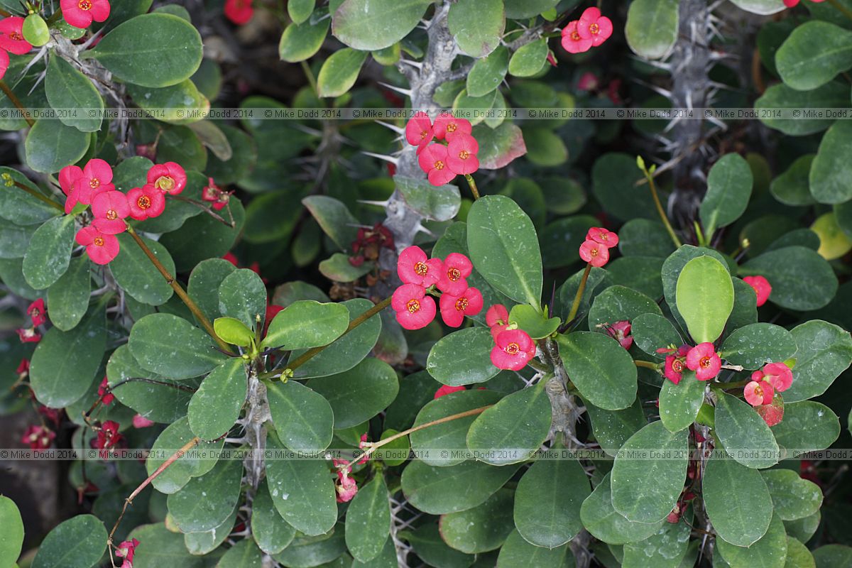 Euphorbia milii Crown of thorns