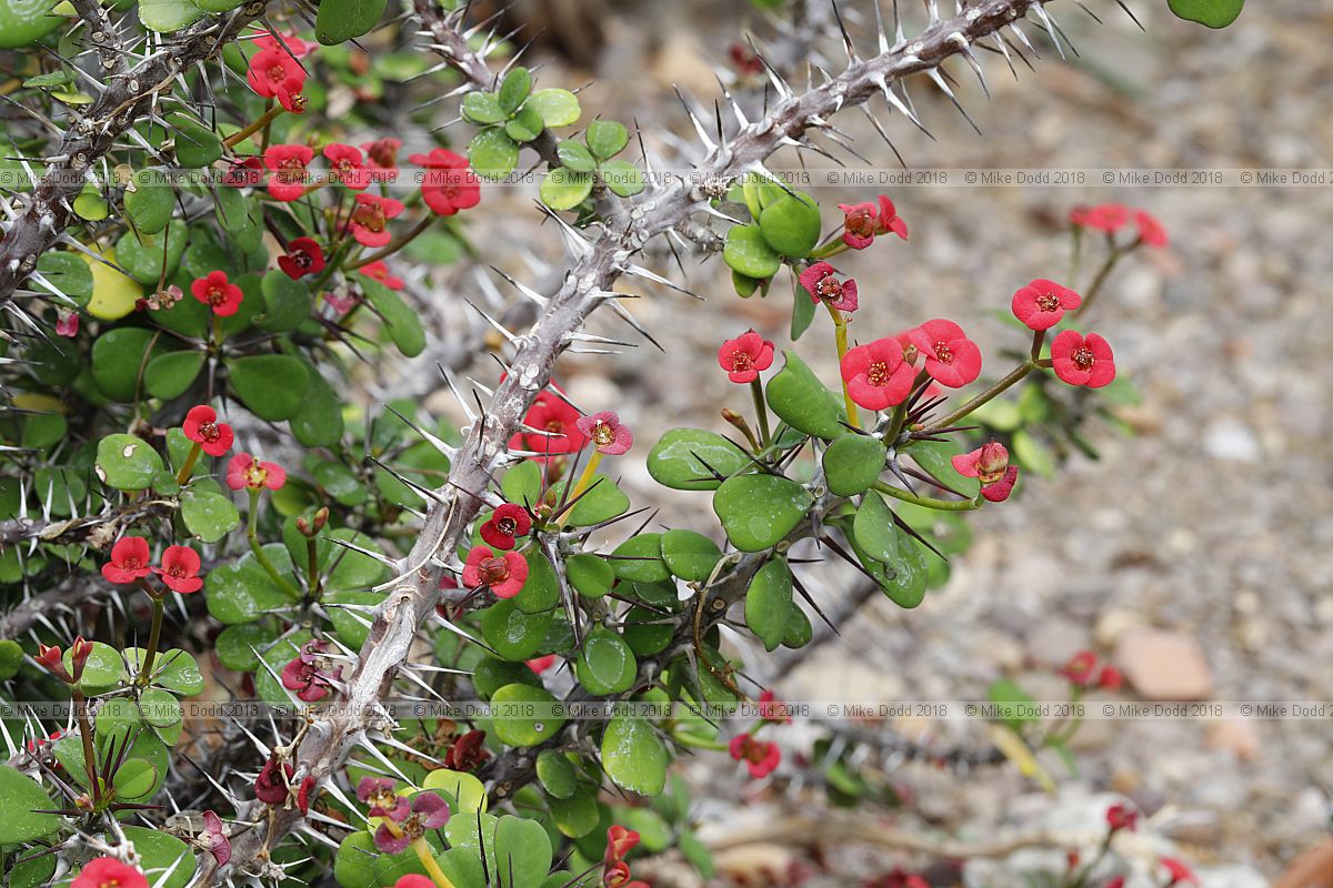 Euphorbia milii The crown of thorns
