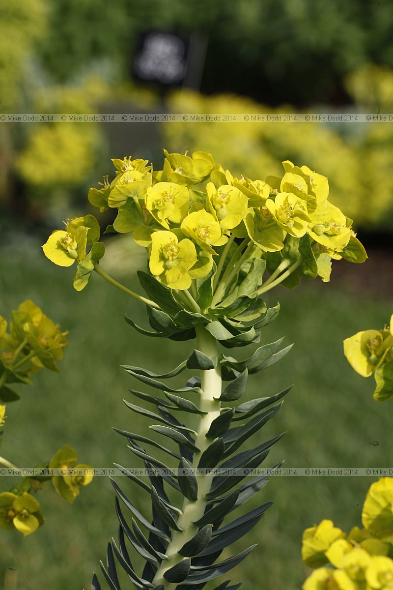 Euphorbia rigida