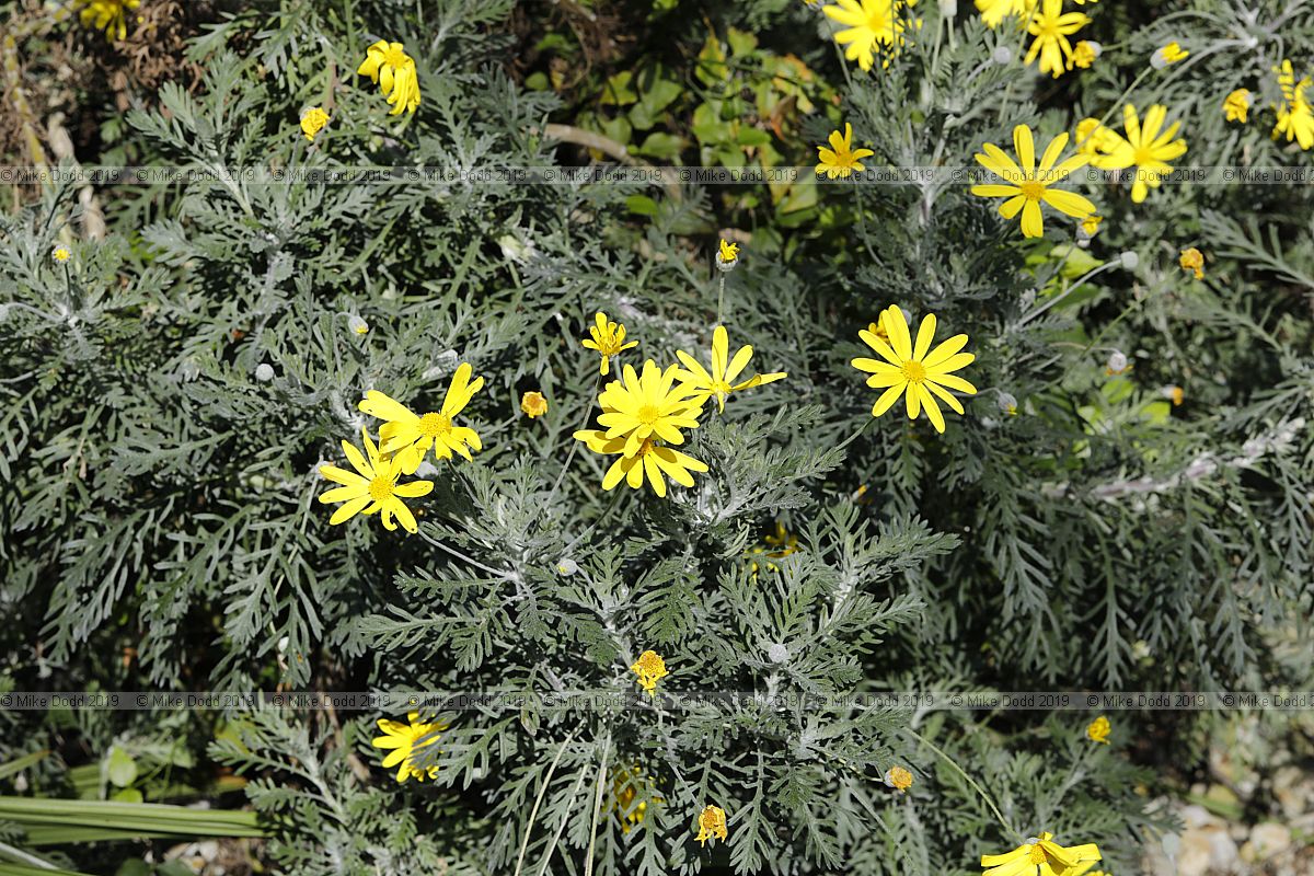 Euryops pectinatus (?)