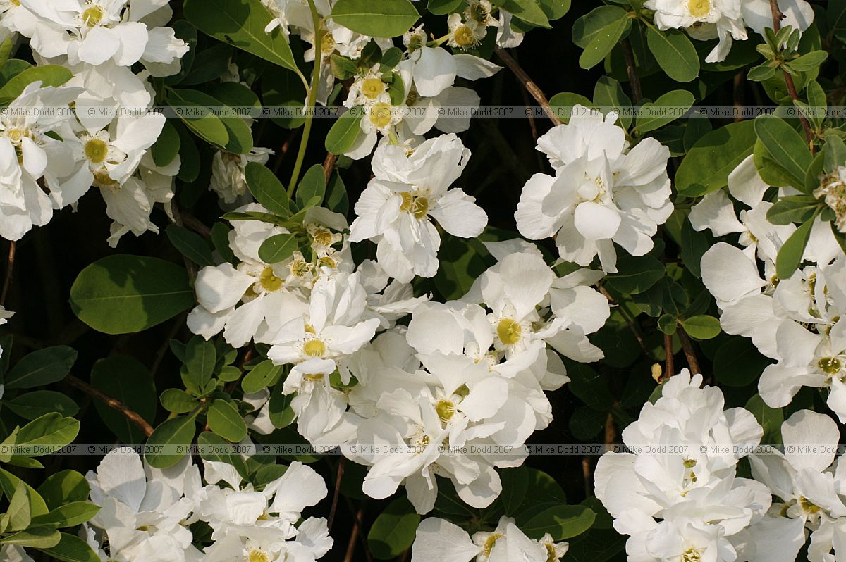 Exochorda x macrantha 'The Bride'