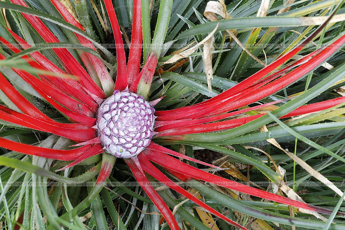 Fascicularia bicolor