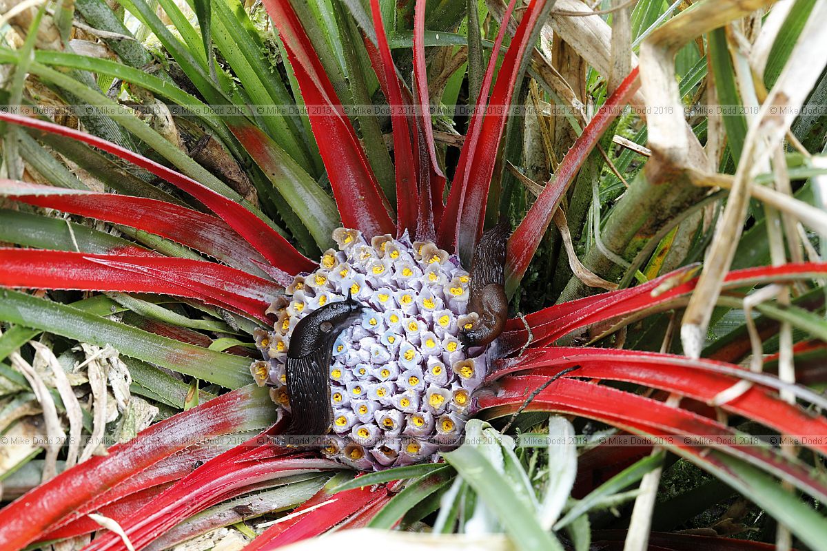 Fascicularia bicolor