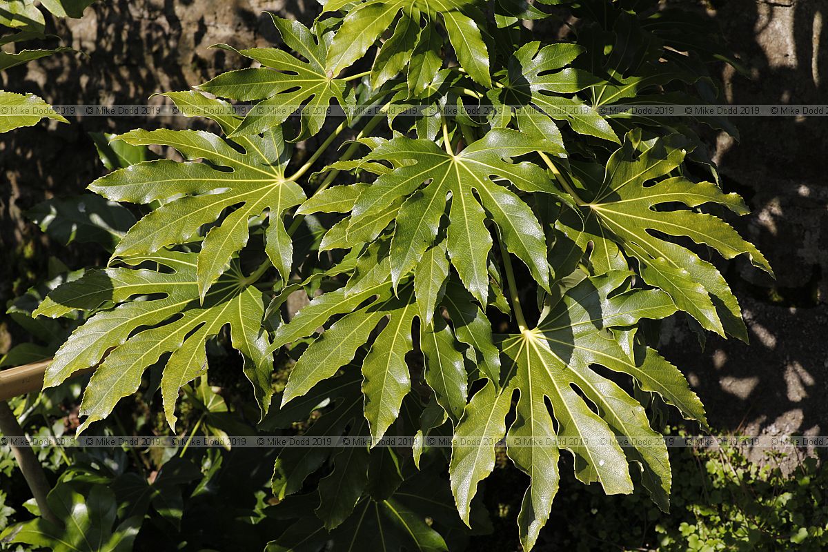 Fatsia japonica