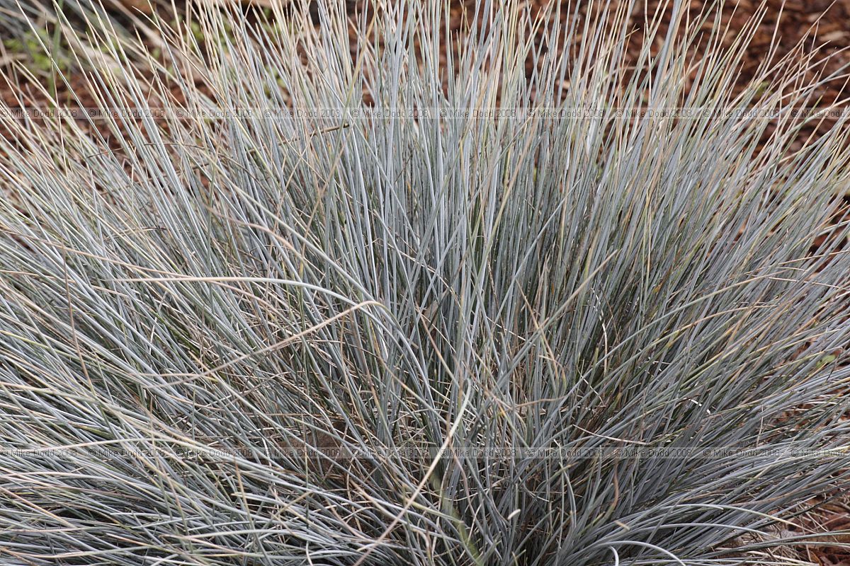 Festuca glauca "Blue Fescue"