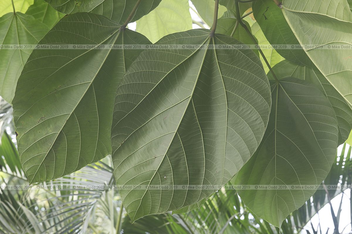Ficus auriculata Roxburgh fig