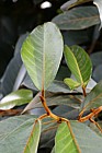 Ficus 'Velvet'