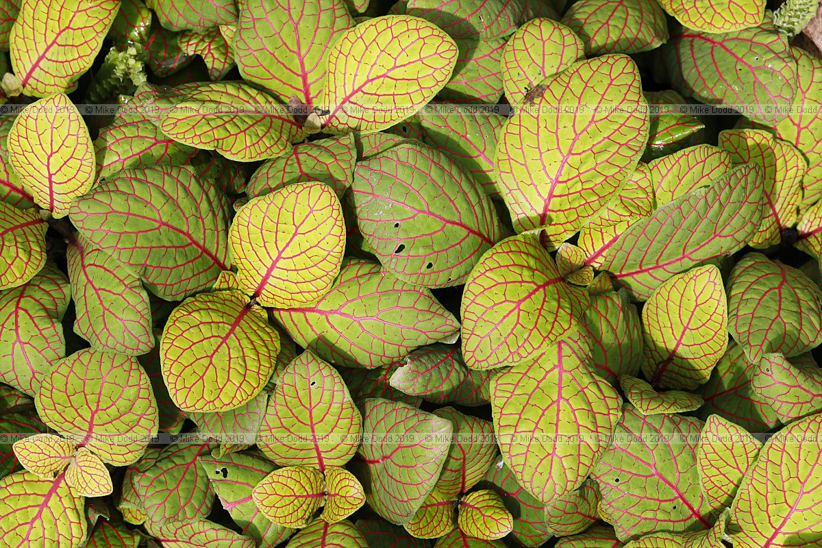Fittonia albivenis 'Skeleton'