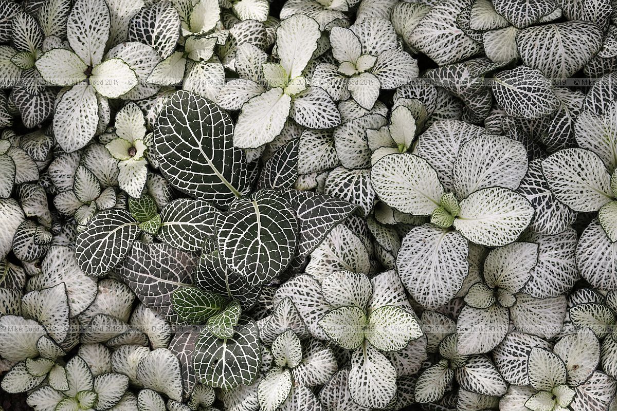 Fittonia albivenis 'Snow Anne'