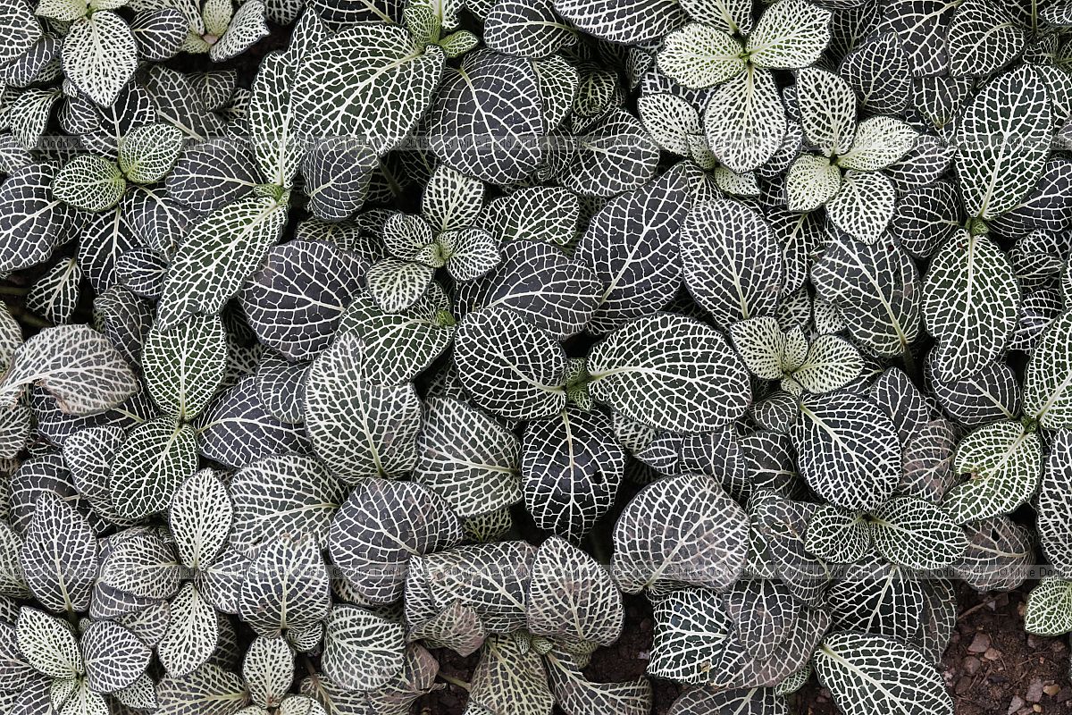 Fittonia 'White Anne'