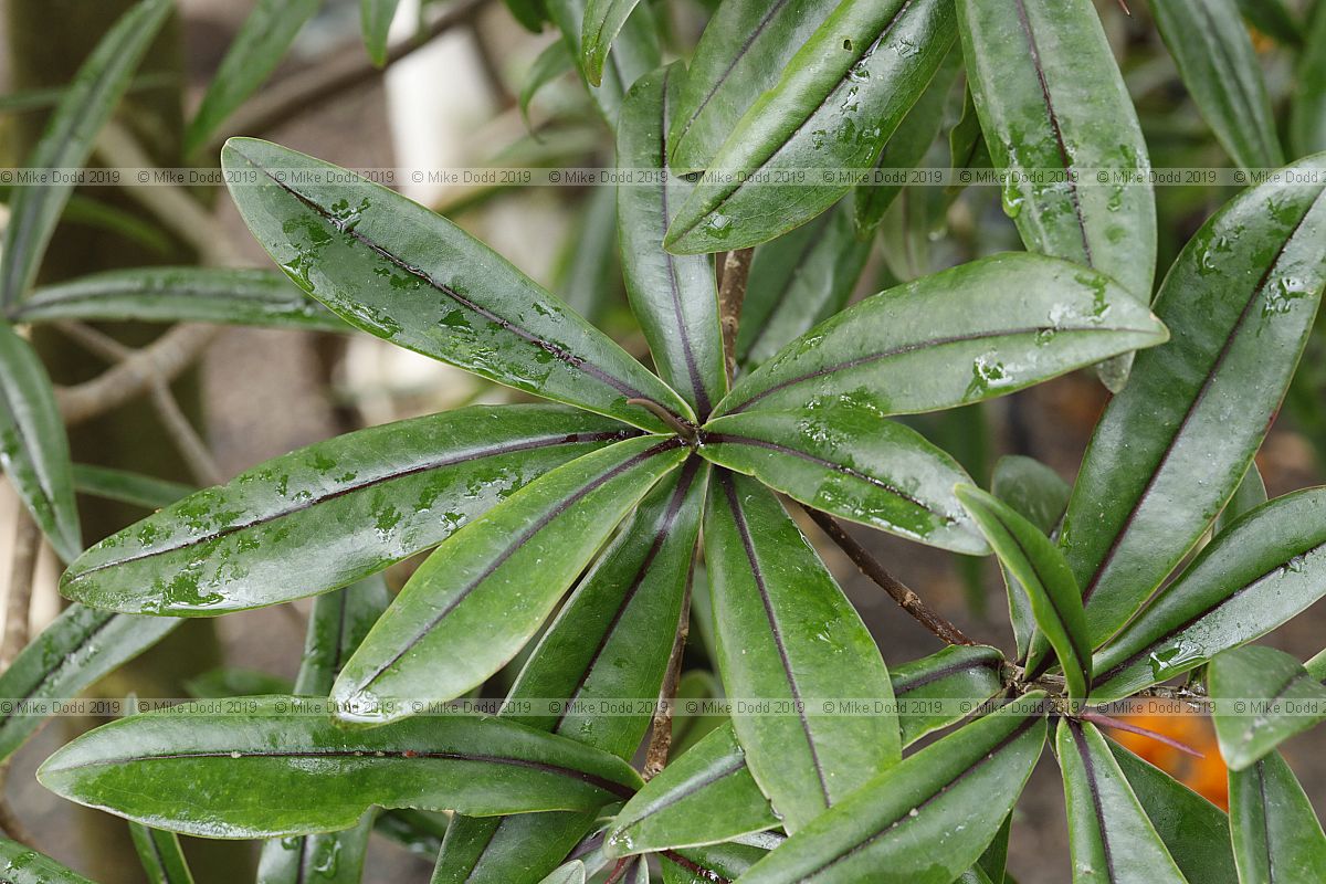 Foetidia rodriguesiana