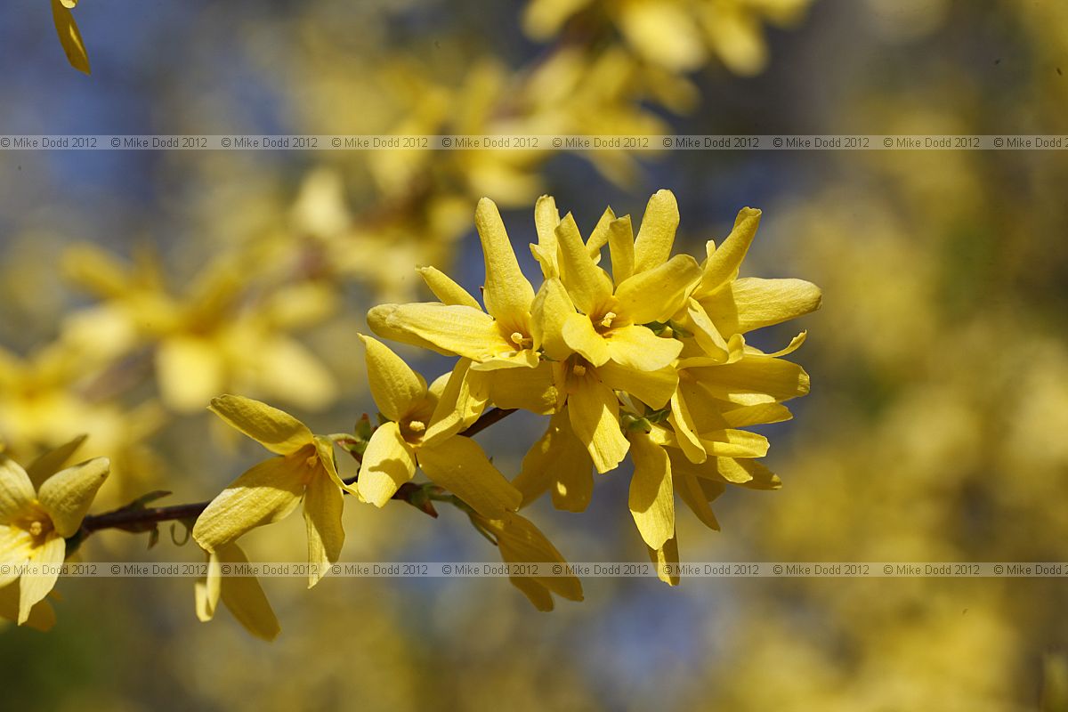 Forsythia suspensa var fortunei