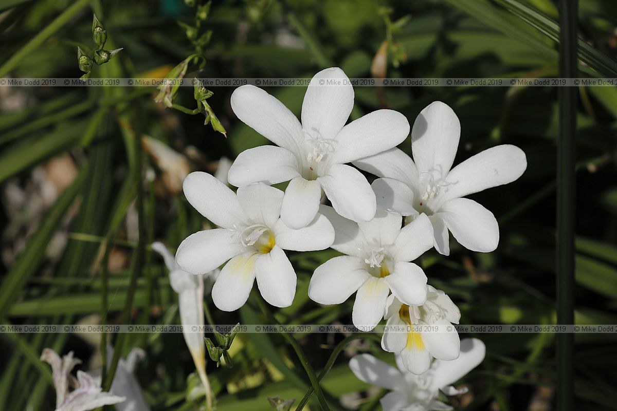 Freesia alba