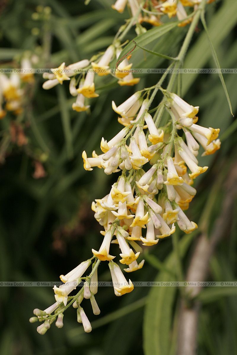 Freylinia lanceolata